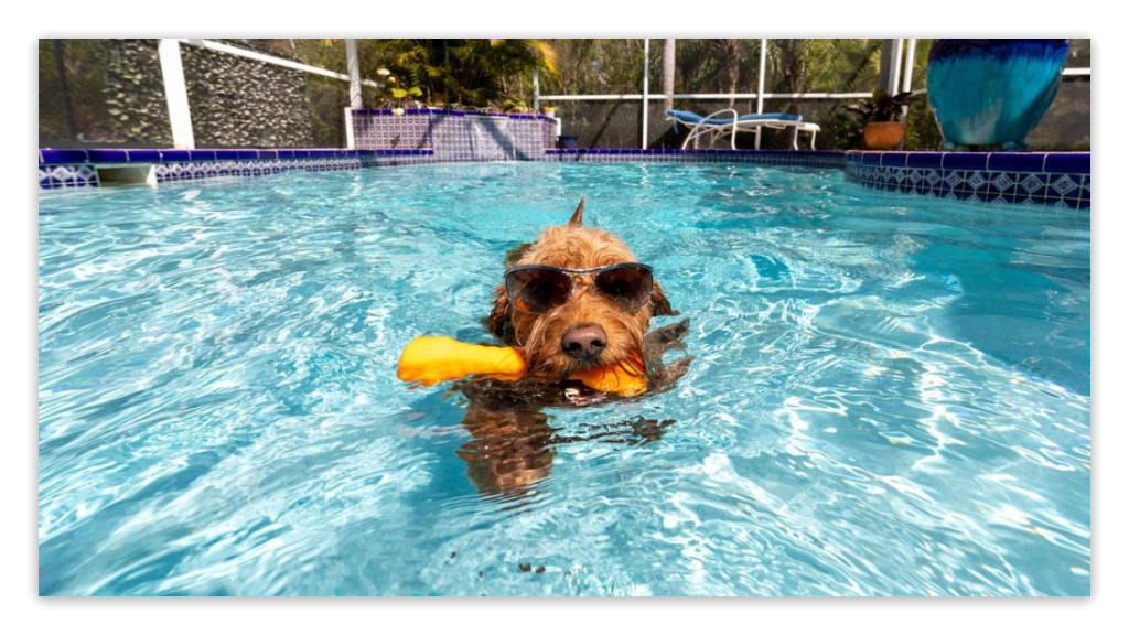 Dog wearing sunglasses and holding a toy while swimming in a pool