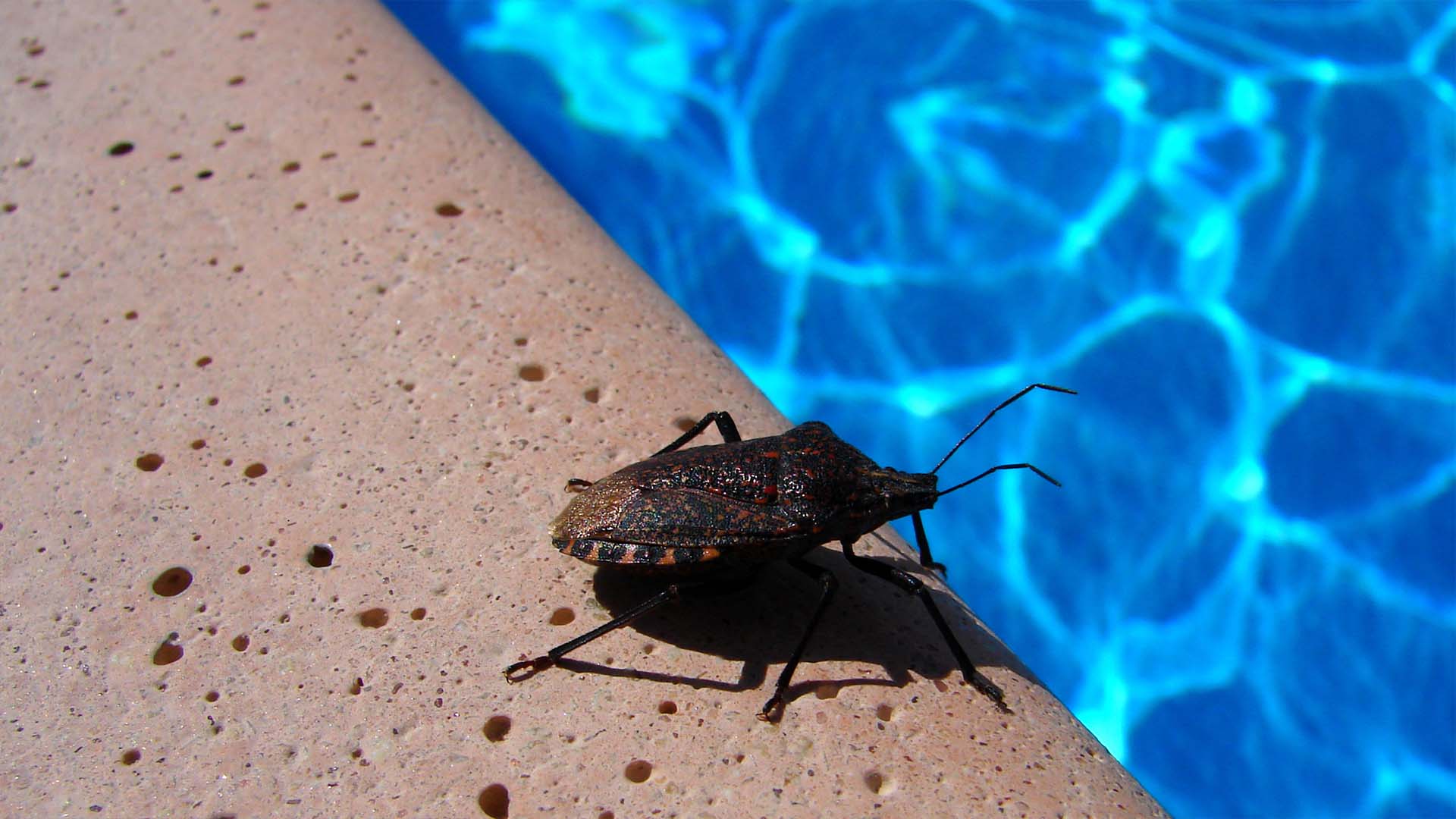 A close-up of a brown, oval-shaped bug on a pool deck near clear blue water, illustrating the presence of pool bugs like water boatmen or backswimmers that can invade pools.