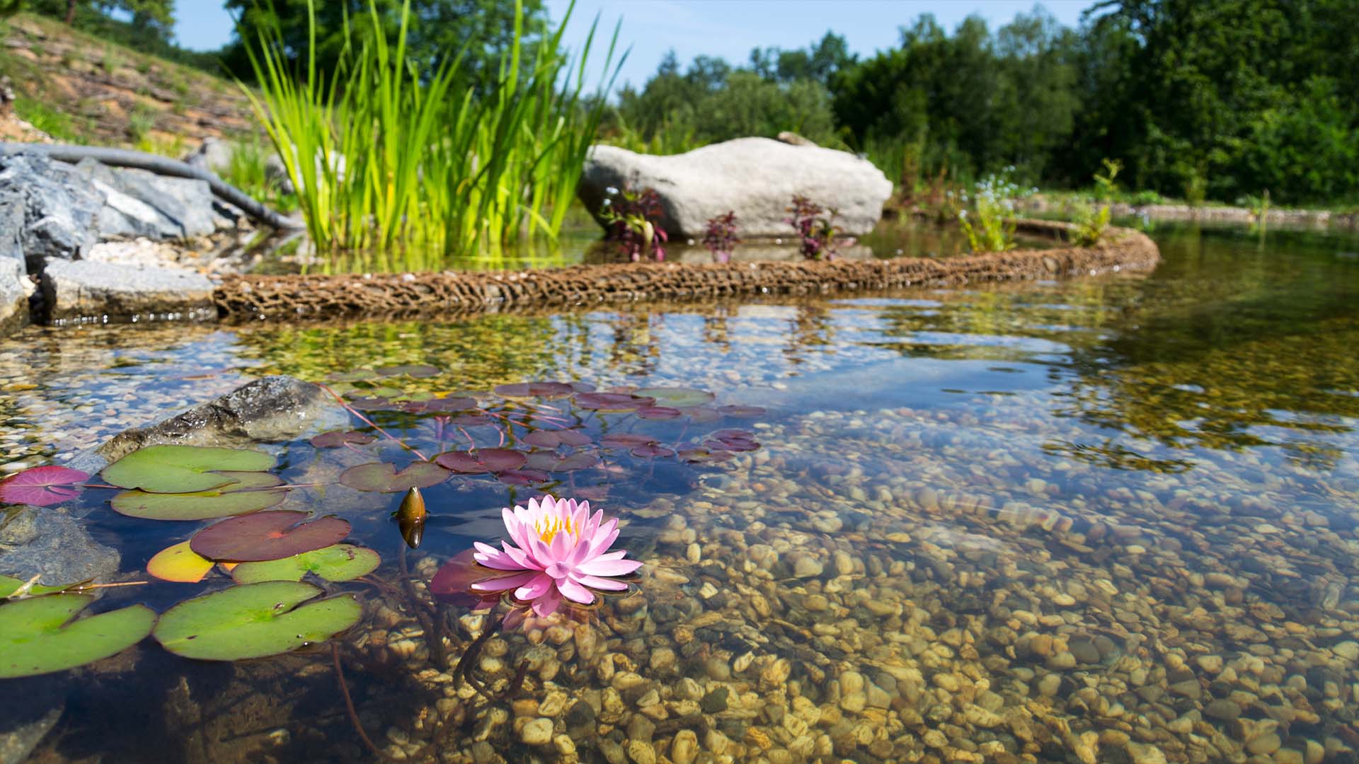 The natural filter (Plant Zone) of a natural swimming pool does the cleaning.