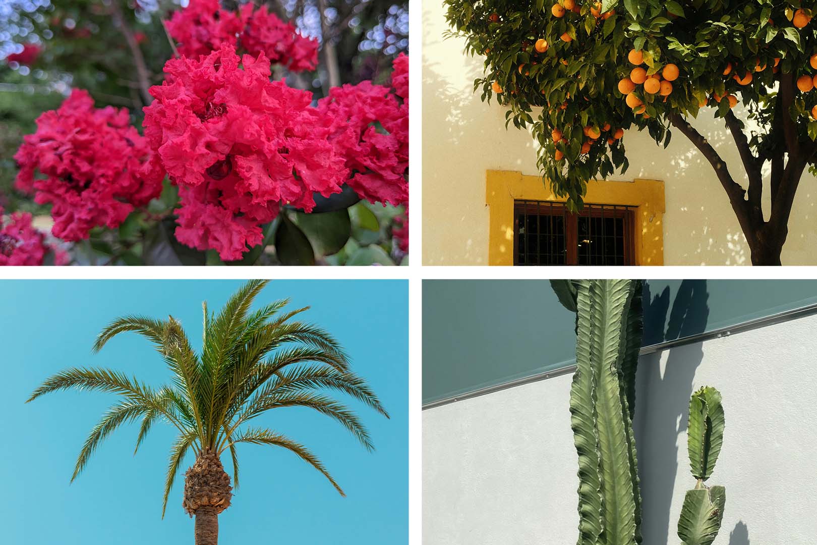 A collage of four images showing pool-friendly plants: pink crepe myrtle flowers, an orange citrus tree, a palm tree against a blue sky, and a tall cactus succulent.