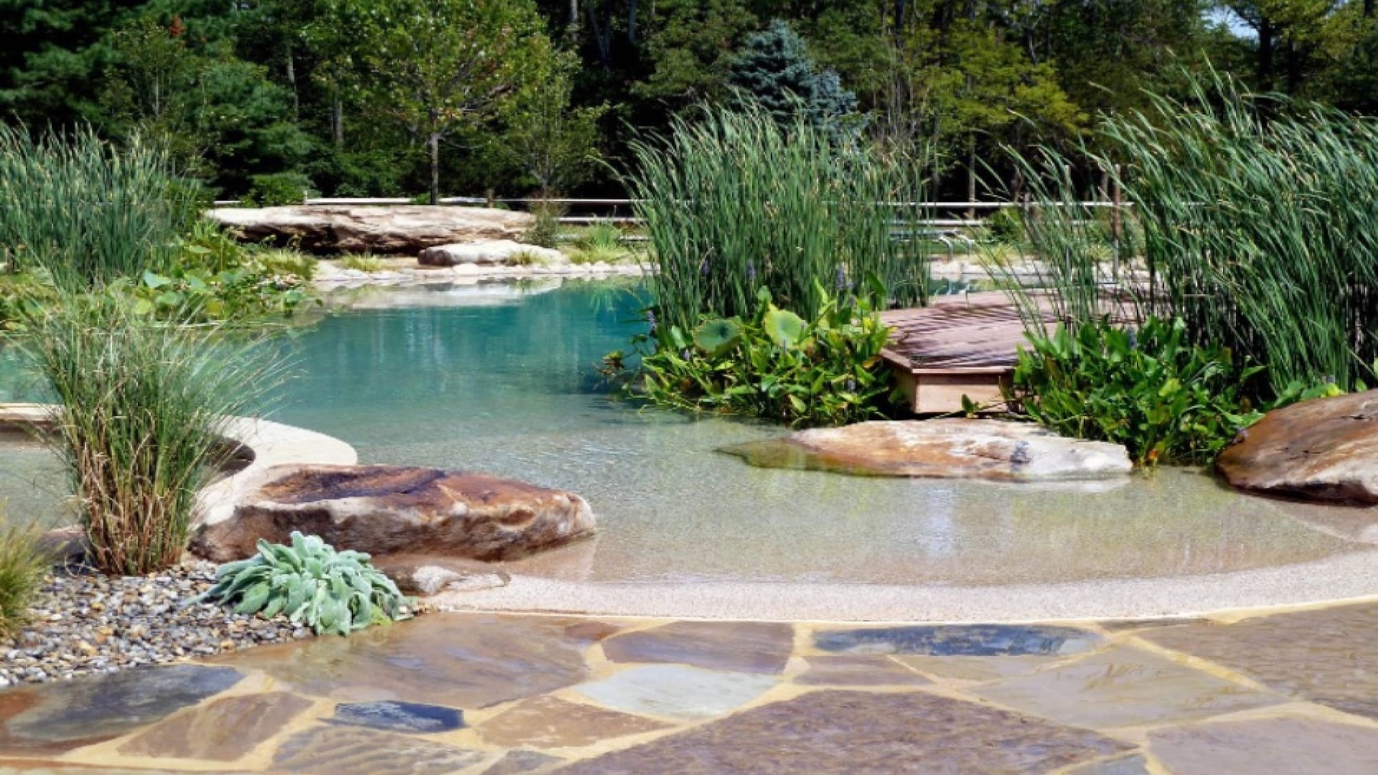 The Rise of the Natural Pool