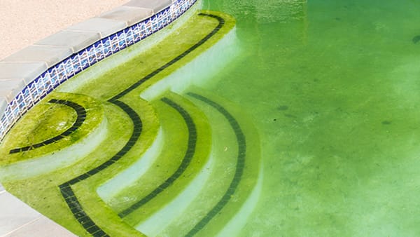 Black Algae in Pool: Causes & Treatment