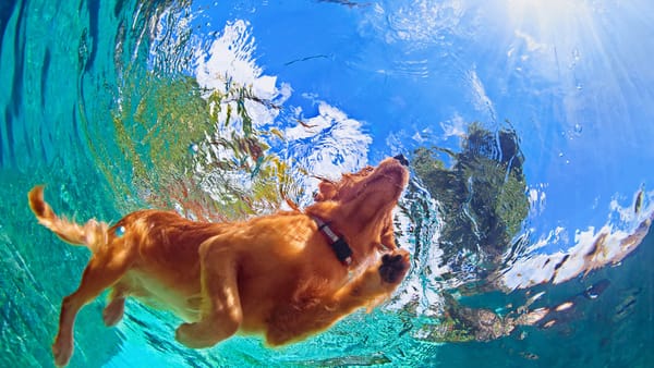 How to Keep Your Pets’ Hair Out of the Pool