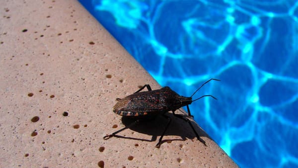 How to Get Rid of Swimming Pool Bugs